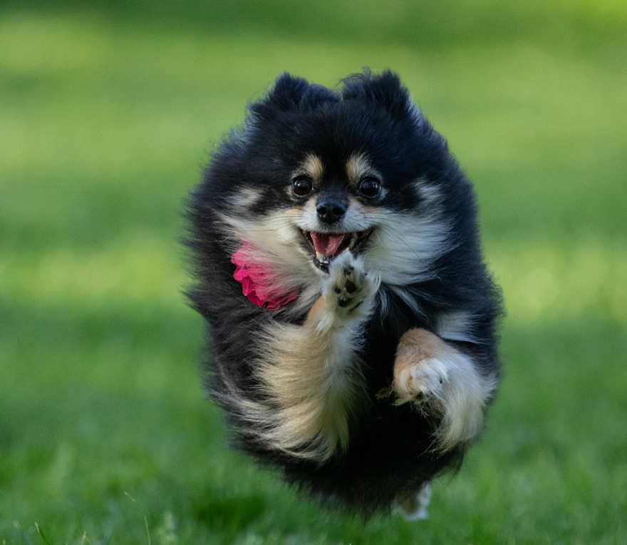 pet photography mobile